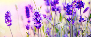 Tipps der Stadtspionin