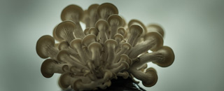 Tipps der Stadtspionin