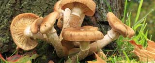 Tipps der Stadtspionin