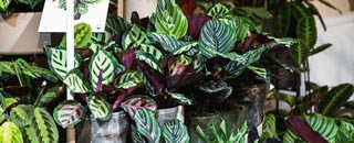 Tipps der Stadtspionin