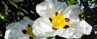 Tipps der Stadtspionin