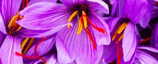 Tipps der Stadtspionin