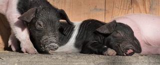 Tipps der Stadtspionin