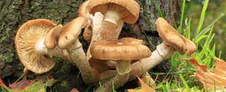 Tipps der Stadtspionin