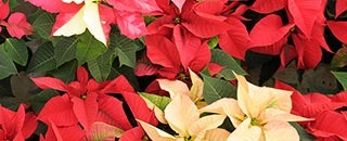 Tipps der Stadtspionin