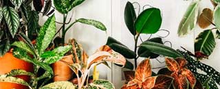 Tipps der Stadtspionin