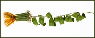 Tipps der Stadtspionin