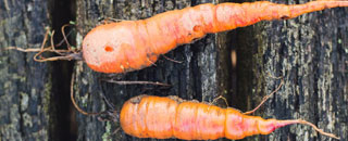 Tipps der Stadtspionin