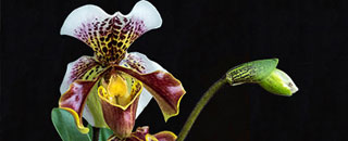 Tipps der Stadtspionin