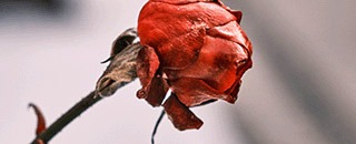 Tipps der Stadtspionin